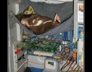 Сисадмин